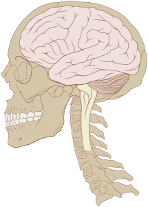 human_skull_and_brainstem